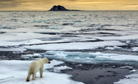 Ours polaire sur les glaces.