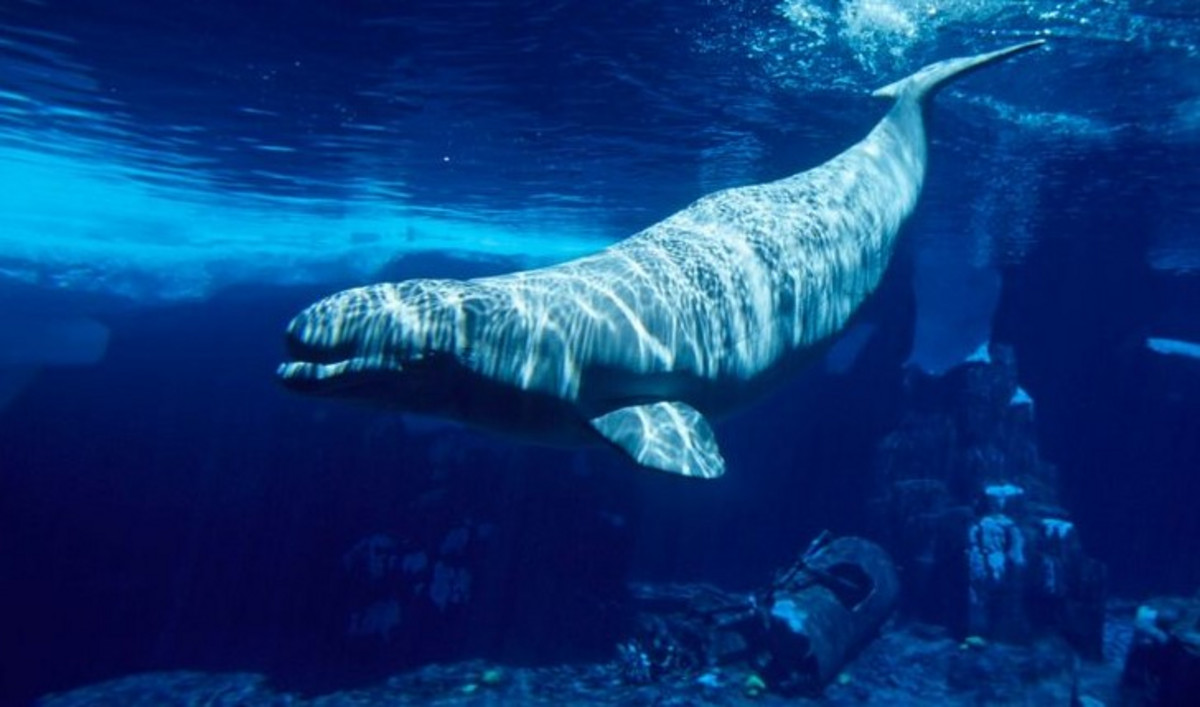 Béluga dans l'océan.