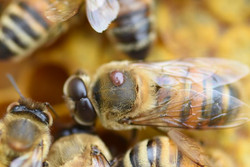 Venue d’Asie il y a 25 ans, la mite «Varroa destructor», ici fixée sur le thorax de l’abeille, est le parasite le plus dévastateur pour les colonies d’abeilles de l’est du Canada.
