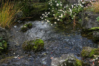 Plan d'eau avec fleurs et verdure.