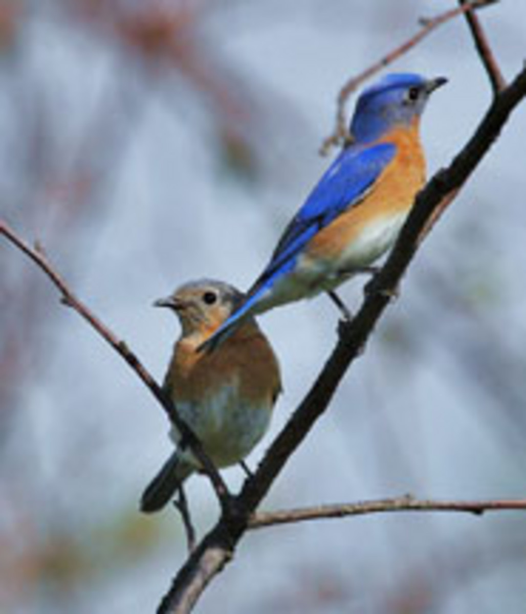 2 merles bleus.
