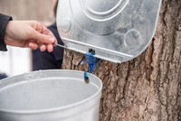 Sault accroché à un arbre recueillant la sève d'érable-crédit photo Amélie Philibert..