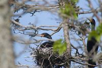 Cormoran dans son nid.