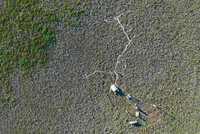 Vue aérienne prise par drone en juin 2019 de la station de recherche Trail Valley Creek, dans les Territoires du Nord-Ouest, où des mesures automatisées et manuelles de flux de gaz sont effectuées. Le trottoir de bois permet d'accéder à chaque chambre de mesure sans nuire à la végétation ni altérer les flux de gaz à l'intérieur des chambres. La tente blanche abrite l'analyseur de gaz et le dispositif de contrôle du système de chambres automatisées. Une station micrométéorologique et une tour de covariance des turbulences sont visibles au bas de la photo.-CRÉDIT : GABRIEL HOULD GOSSELIN.