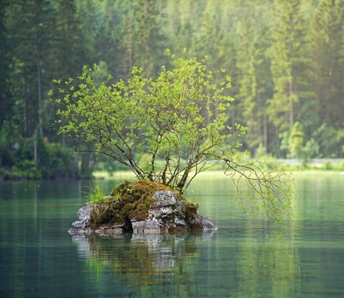 Arbre dans le lac.