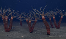 Méduse Paleocanna tentaculum.