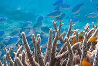 Poisson corail.