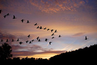Volée d'oiseaux dans le ciel au coucher du soleil.