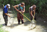Trois chercheurs avec leur pêcheuse électrique dans une rivière.