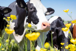 Vaches et fleurs-Des vétérinaires se mobilisent.