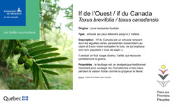 Affichette de l'if de l'Ouest.