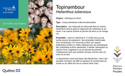 Affiche du topinambour.