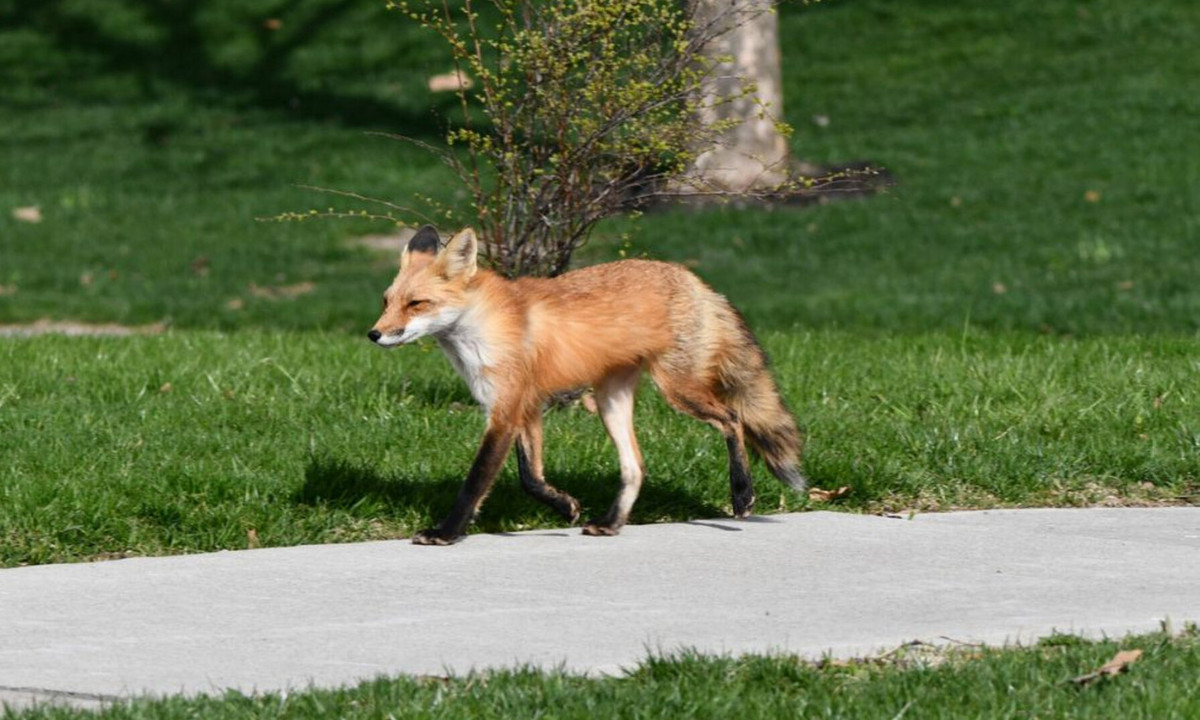 Renard marchant sur le campus.