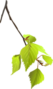 Bout de branche avec feuilles.