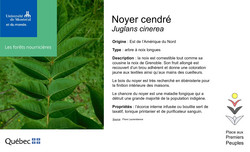 Affichette noyer cendré.