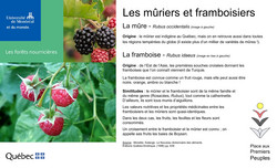 Affichette du murier et du framboisier.