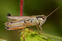 Le criquet «Melanoplus borealis», qui colonise les montagnes dans les Chic-Chocs en Gaspésie, est un bon exemple d’insecte menacé par les changements climatiques.