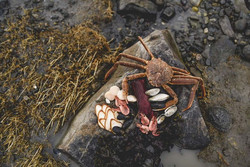 Crabe et coquillage sur une roche au berge du fleuve.