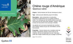 Affiche du chêne rouge.