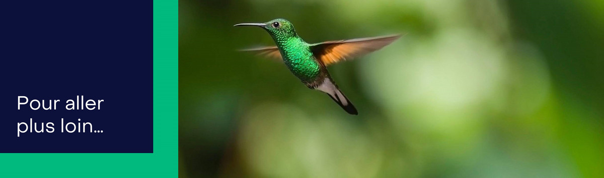 Un colibri au vol.