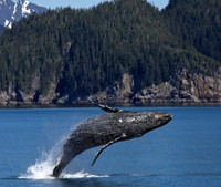 Baleine sautant hors de l'eau.