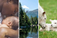 Image famille, paysage et moutons.