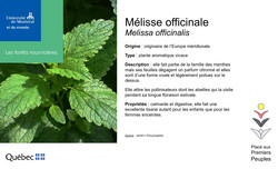 Affichette Mélisse officinale.