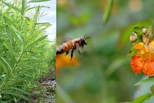 Abeille et fleurs impatiente du cap.