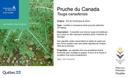 Affichette de la pruche.