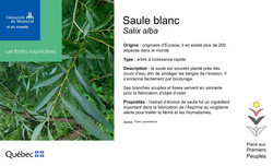 Affichette saule blanc.
