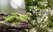 Mousse sur tronc d'arbre et fleurs.