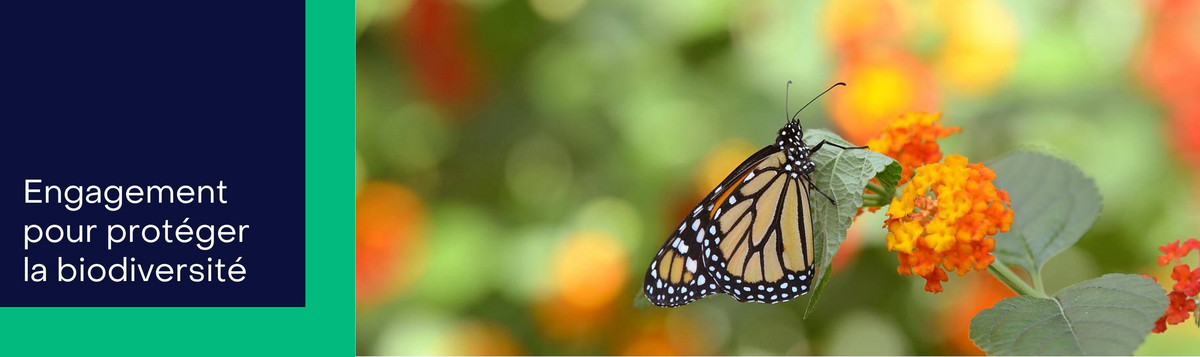 Papillon monarque sur une fleur orange.
