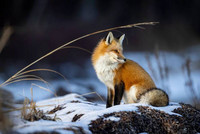 Renard sur la neige.