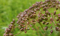 Cicutaire victorin.