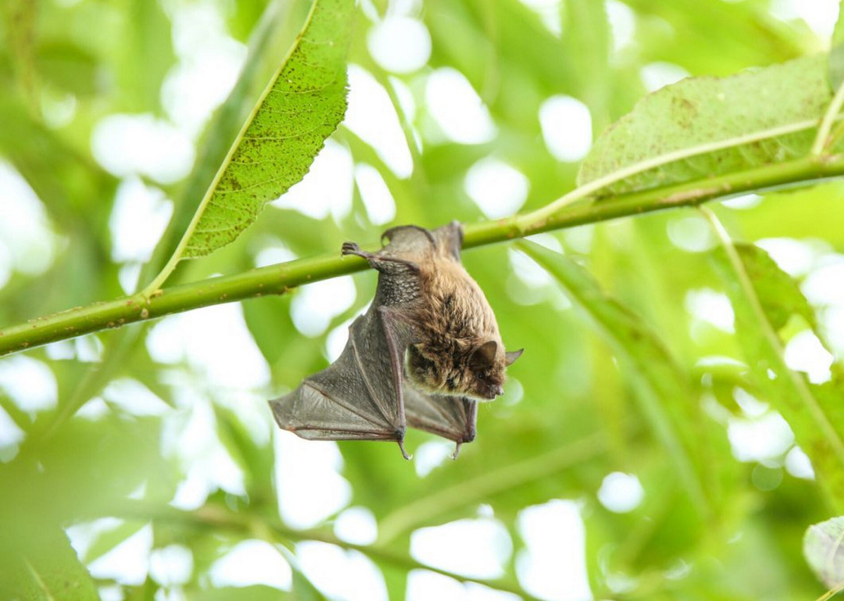 Chauve-souris.