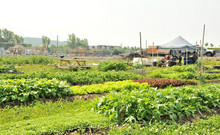 Jardins sur le site Outremont