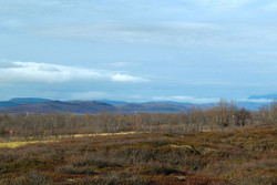 Le terrain d'étude de Carolina Voigt: les tourbières du nord de la Finlande.