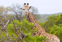 Girafe parmi les arbres.