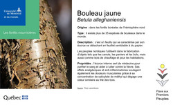 Affiche du bouleau jaune.