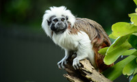 Singe de Colombie-Tamarin à crête blanche.