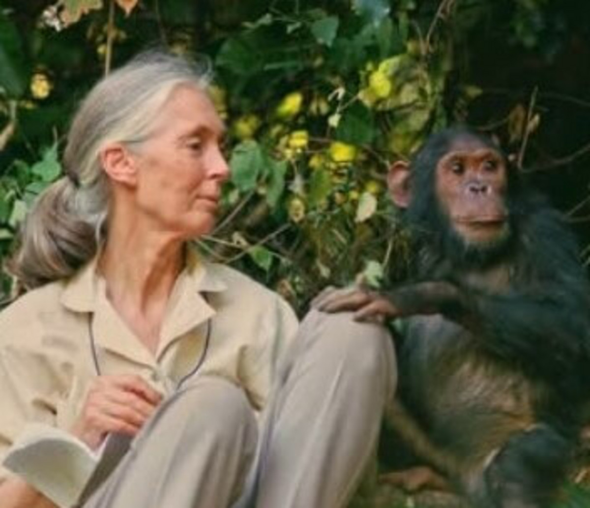 Jane Goodall.