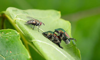 Deux scarabées et une mouche.