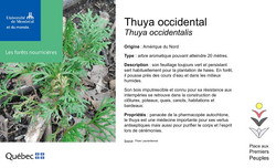 Affiche du Thuya.