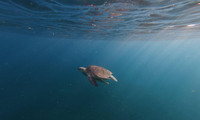 Tortue.