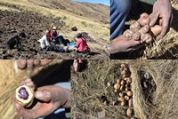  Zone d’agrobiodiversité de la pomme de terre.