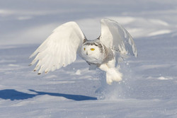 Harfang des neiges blanches volant au-dessus de la neige.