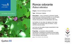 Affichette de la ronce.