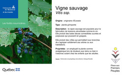 Vigne sauvage.
