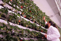 Chercheur s'occupant des plantations en rangée de fraisiers dans une serre.