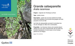 Affichette Salsepareille